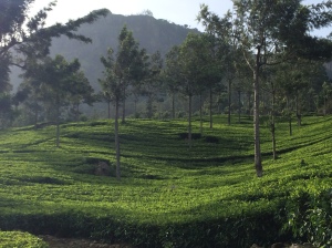 The tea gardens of Munnar